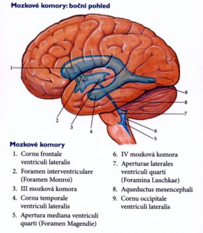 Mozkové komory boční pohled