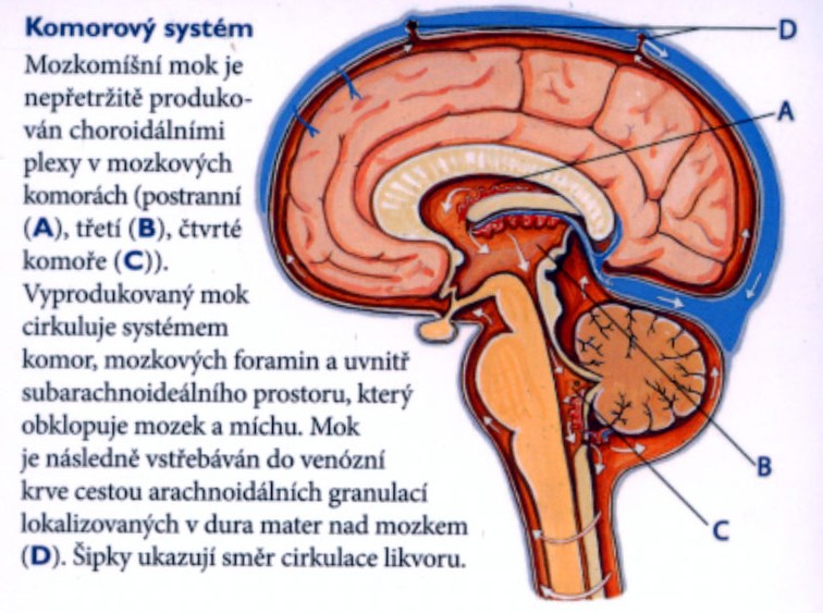 Co je to mozkomíšní mok?